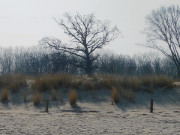 Kahle Bume am Deich: Strand zwischen Koserow und Zempin.