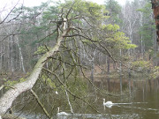 Im Zerninmoor: Waldsee "Schwarzes Herz".