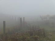 Im Nebel: Khe auf der Usedomer Halbinsel Loddiner Hft.