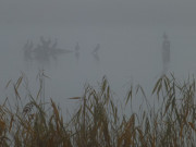 Kormorane: Nebel ber der Melle, einem Arm des Achterwassers.