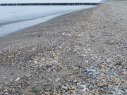 Muscheln: Splsaum der Ostsee bei Zinnowitz.