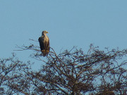 Naturpark Insel Usedom: Seeadler am Achterwasser.