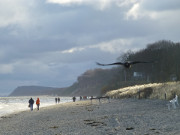 Krhe im Anflug: Ostseestrand zwischen Stubbenfelde und Klpinsee.