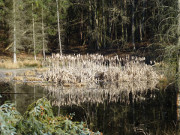 Sdosten der Insel Usedom: Das Zerninmoor.