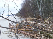 Holzknule am Ostseestrand: Zwischen Koserow und Klpinsee.