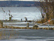 Vom Achterwasser in Besitz genommen: Mole des Hafens Loddin.