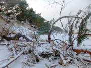 Bume: Holzgeschiebe am Ostseestrand von Zempin.