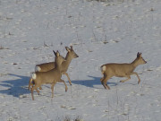 Wintertag auf dem Loddiner Hft: Rehe auf Nahrungssuche.