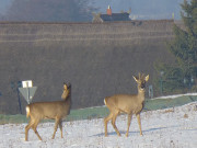 Seebad Loddin auf Usedom: Rehe am Ortsrand.