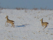 In groen Sprngen: Rehe in der Usedomer Inselmitte.