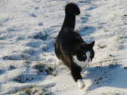 Kalte Pftchen: Kater Igor absolviert eine Winterwanderung.