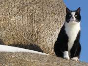 Kater Igor liebt den berblick: Ausblick bis zum Achterwasser.