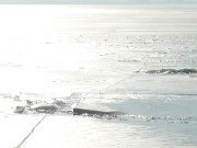 Metallisches Glnzen: Eis auf dem Achterwasser nahe Loddin.