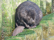 Kein typisches Biotop: Biber an der Ostsee.