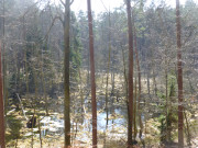 Biotop Zerninmoor auf Usedom: Teiche, Tmpel, Moor.