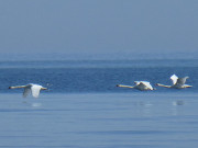 Tiefflug: Hckerschwne fliegen am Ostseestrand entlang.