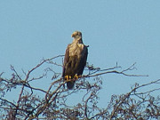 Seeadler: Am Achterwasser bei ckeritz.