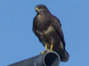 Genauer Beobachter: Bussard auf Leitungsmast.