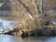 Geborstene Weide: Schwaneninsel im Klpinsee.