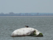 Teufelsstein: Blick ber das Achterwasser.