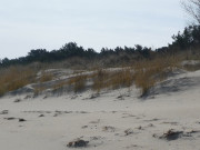 Sanddnen: Ostseestrand zwischen Trassenheide und Karlshagen.