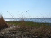 Neues Schilf wchst heran: Am Achterwasser bei Stagnie.