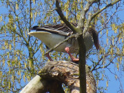 Sie ist unsere Heldin: Gans im Alten Schulgarten.