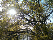 Eichen auf der Halbinsel Loddiner Hft: Naturpark Insel Usedom.