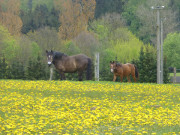 An der Benzer Windmhle: Pferde in der Koppel.