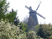 Frhling auf Usedom: Blten am Mhlenberg von Benz.