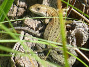 Naturpark Insel Usedom: Bergeidechse bei Stagnie.