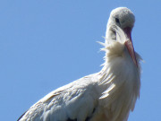 Dem Betrachter zugewandt: Storch in Pudagla.