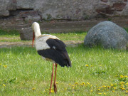 Immer auf Nahrungssuche: Storch am Schloss Pudagla.