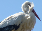 Pudagla im Usedomer Hinterland: Auf dem Nest am Schmollensee.