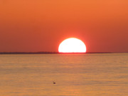 Schwan und Sonne: Ostseebad Zinnowitz auf Usedom.