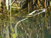 Tumult im Wasser: Eine Ringelnatter fngt einen Fisch.