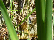 Ringelnattermahlzeit: Der Fisch wird aus dem Wasser gezogen.