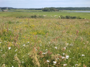 Sommerwiese: Weideland auf dem Loddiner Hft.