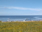 Blaues Meer, gelbe Blüten: Badestrand von Koserow.