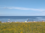 Blaues Meer, gelbe Blten: Badestrand von Koserow.