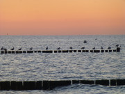 Buhne im Meer: Abendstimmung an der Ostsee.