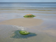 Grne Haare: Feldsteine im Ostseewasser.