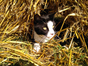 Abenteuerspielplatz: Kater Igor zwischen Klpinsee und Stubbenfelde.