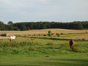 Pferdekoppeln und abgeerntete cker: Landschaft bei Benz.