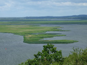 Schilfinseln im Swinedelta: Insel Wollin.