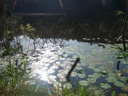 Seerosen im "Schwarzen Herz": Naturpark Insel Usedom.