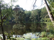 Im Osten der Insel Usedom: Waldsee "Schwarzes Herz".