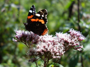 "Admiral": Schmetterling im Garten der Steinbock-Ferienwohnungen.