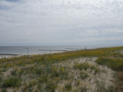 Meer von gelben Blten: Am Strand von Stubbenfelde.