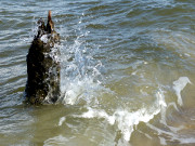 Ostseewasser am Strand von Koserow: Sommerurlaub auf Usedom.